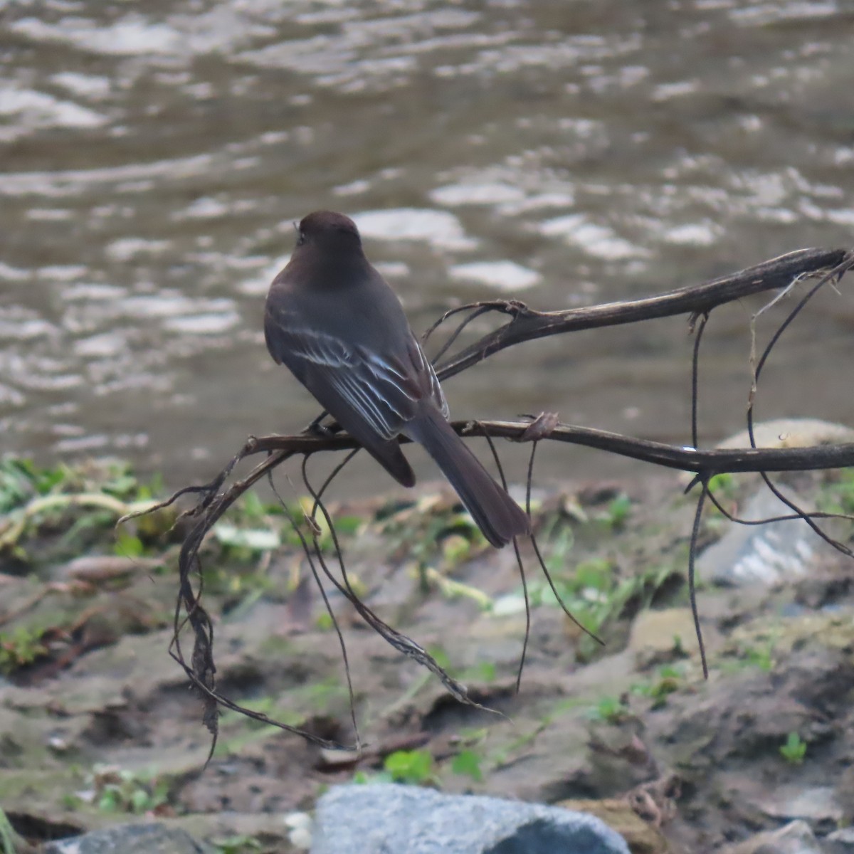 Black Phoebe - ML647533421