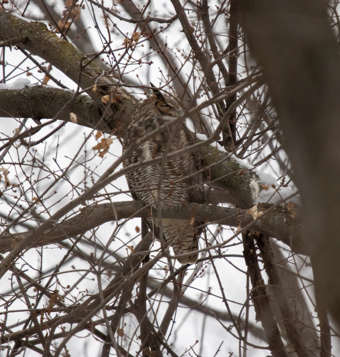 výr virginský - ML647533424