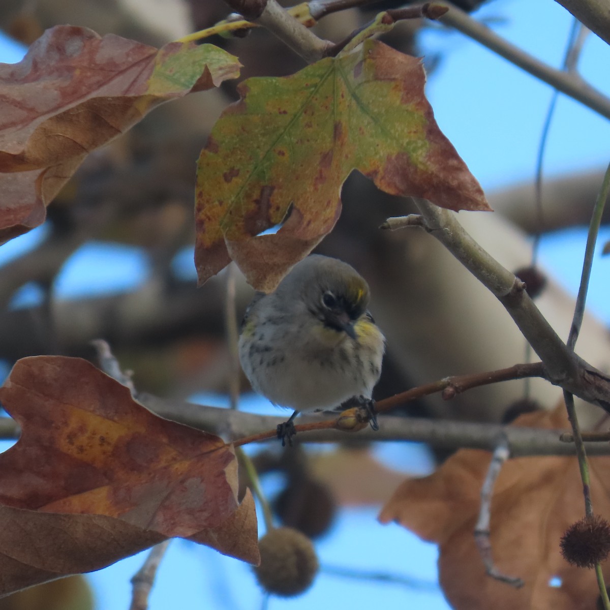 lesňáček žlutoskvrnný - ML647533426