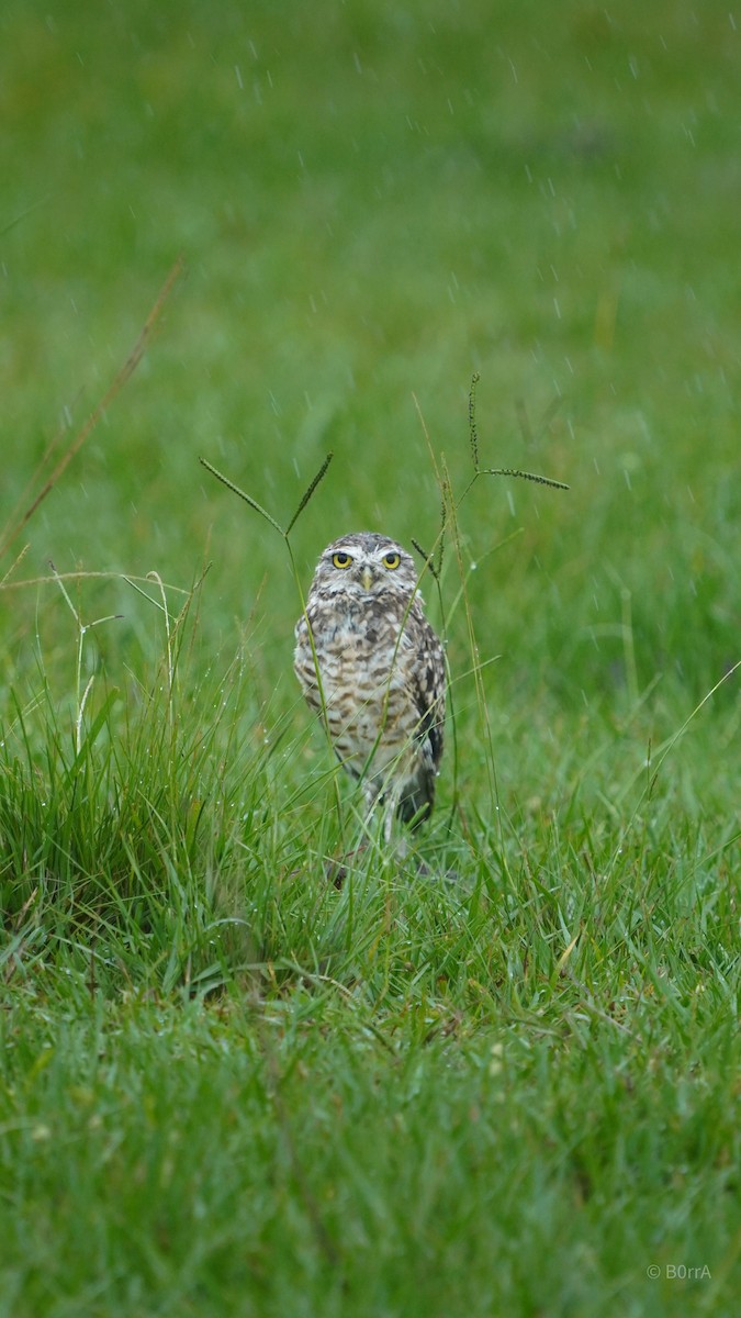 sýček králičí - ML647533428