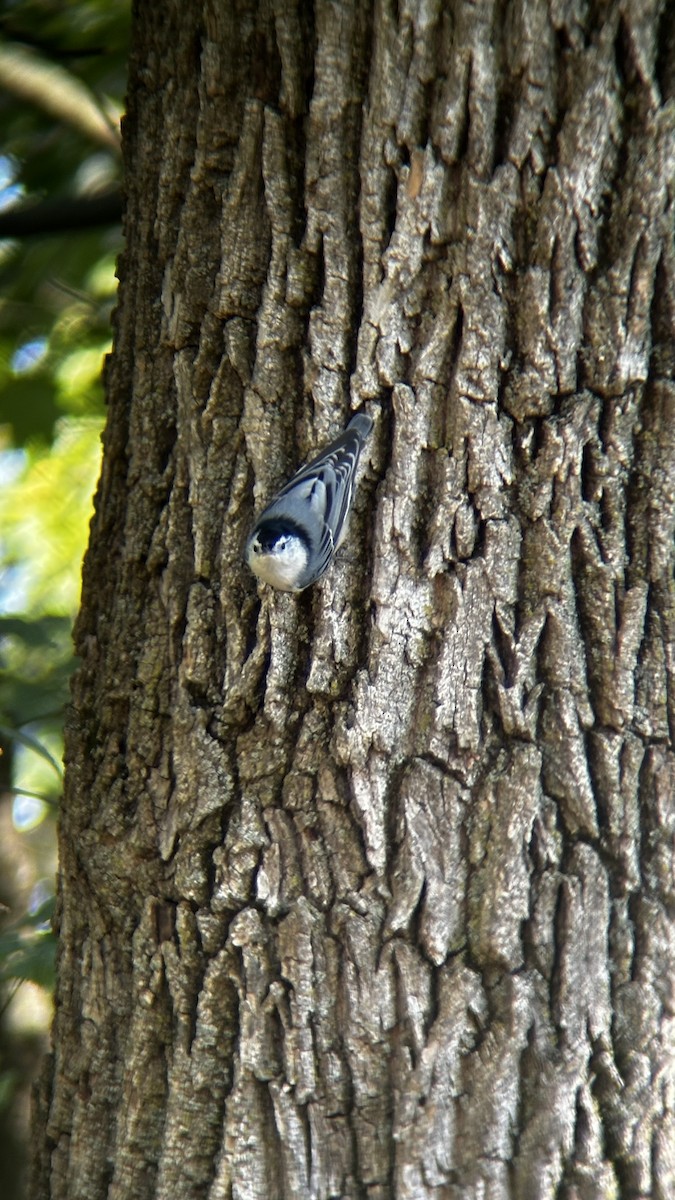 brhlík běloprsý - ML647533429