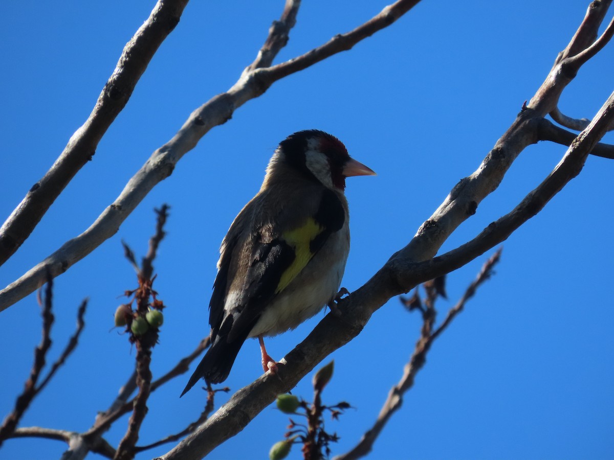 stehlík obecný - ML647533430