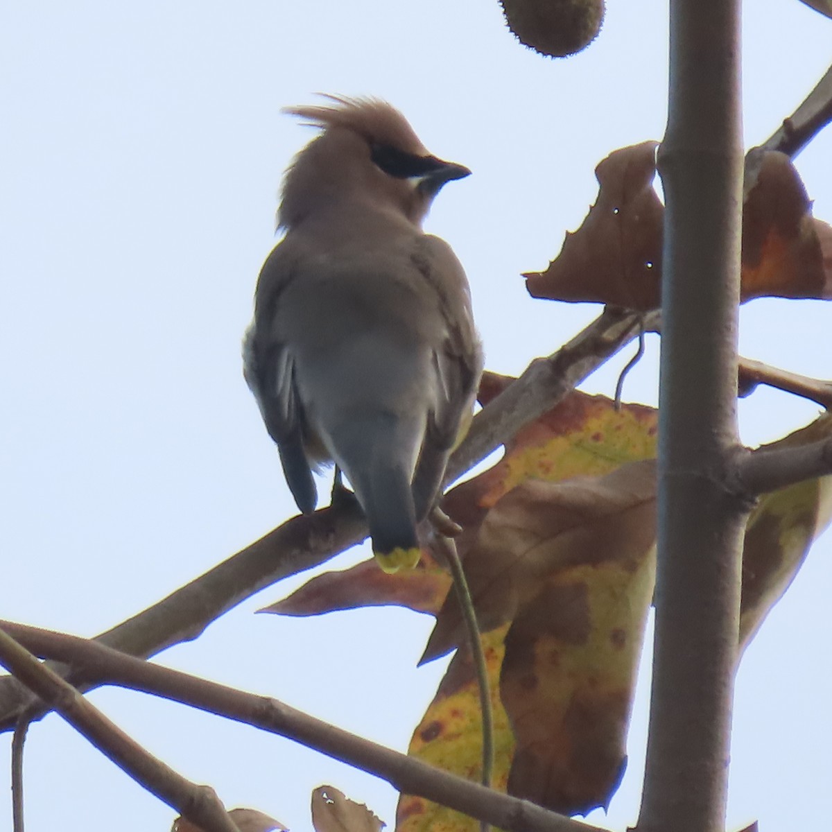 brkoslav americký - ML647533432