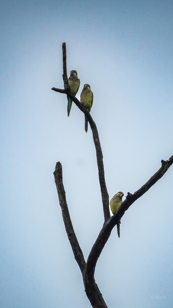 mníšek šedý - ML647533433