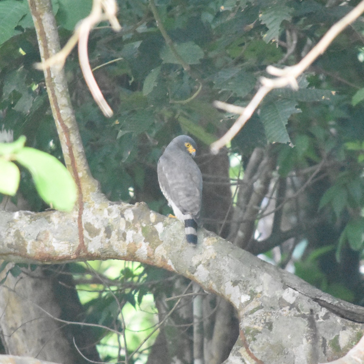 káně krahujová - ML647533434