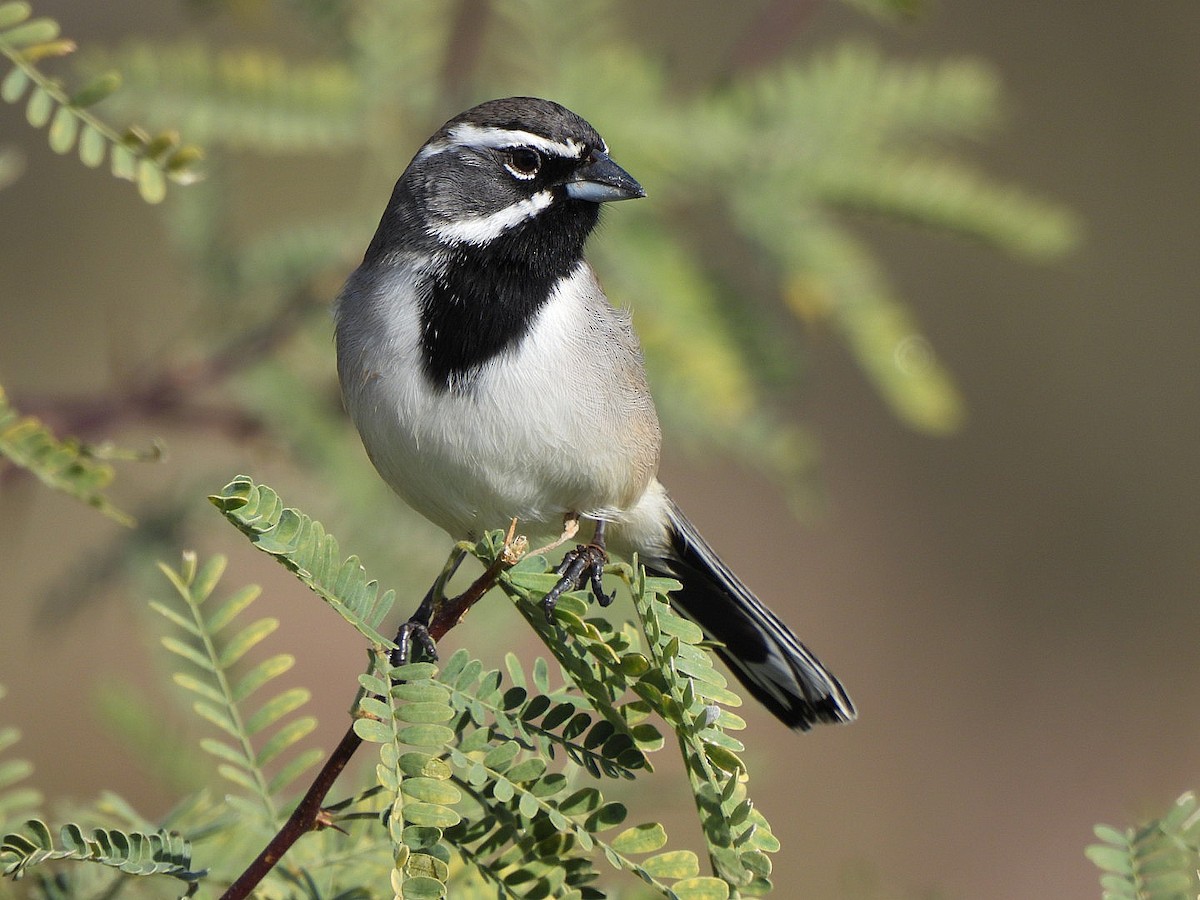 Black-throated Sparrow - ML647533435