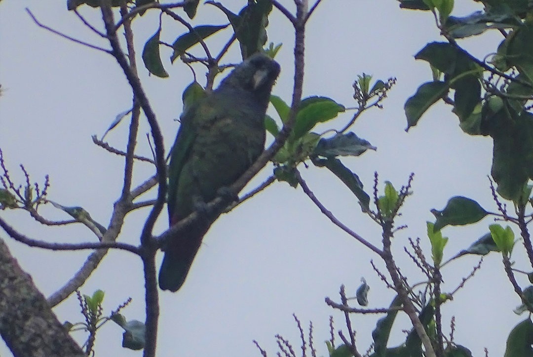 amazónek šupinkový - ML647533437