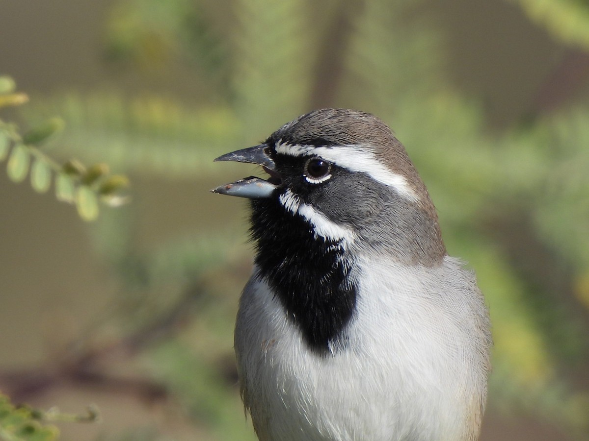 Black-throated Sparrow - ML647533440
