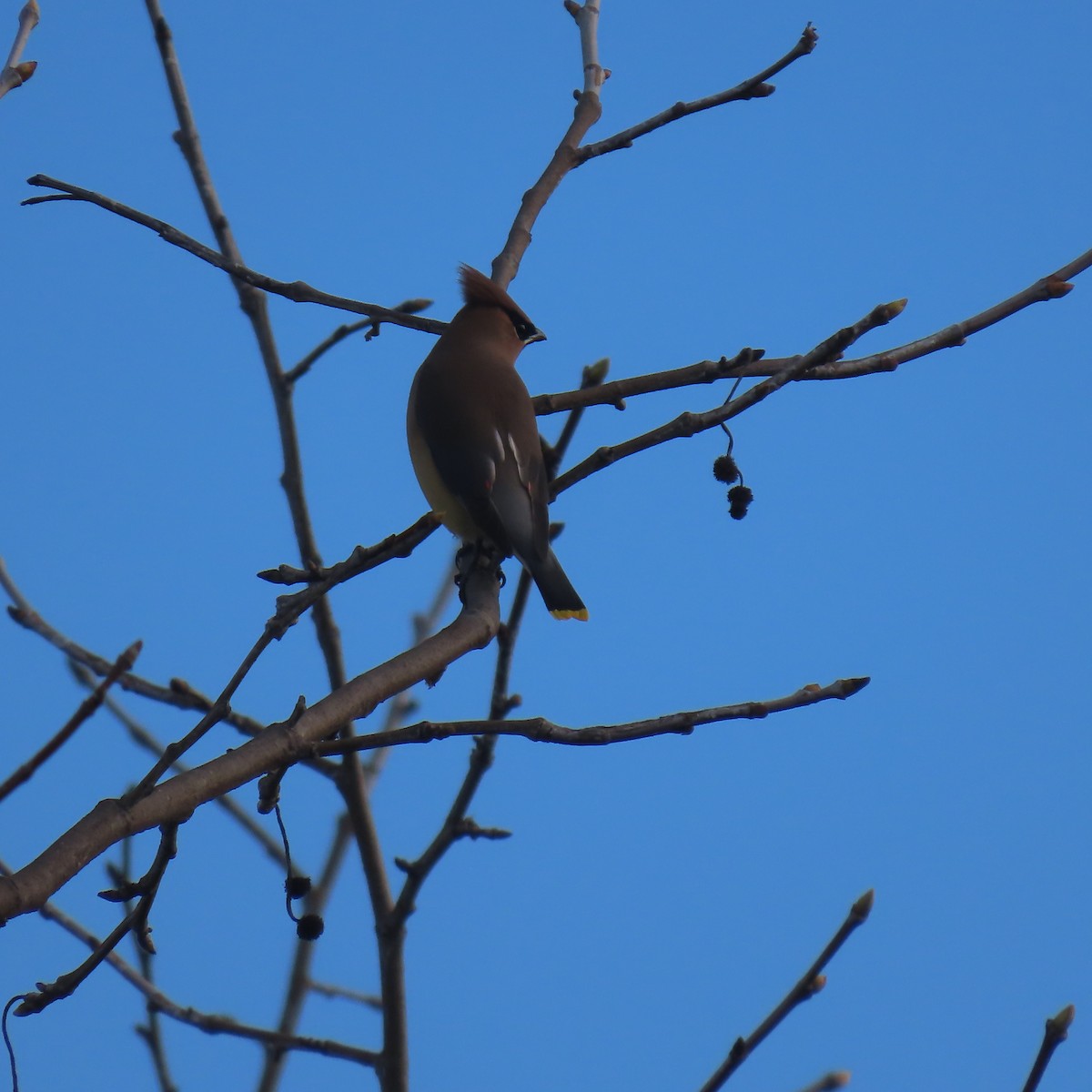 brkoslav americký - ML647533444