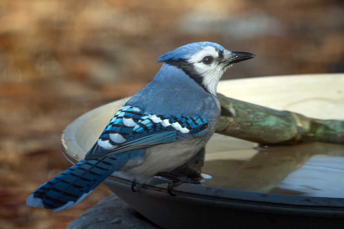 sojka chocholatá - ML647533447