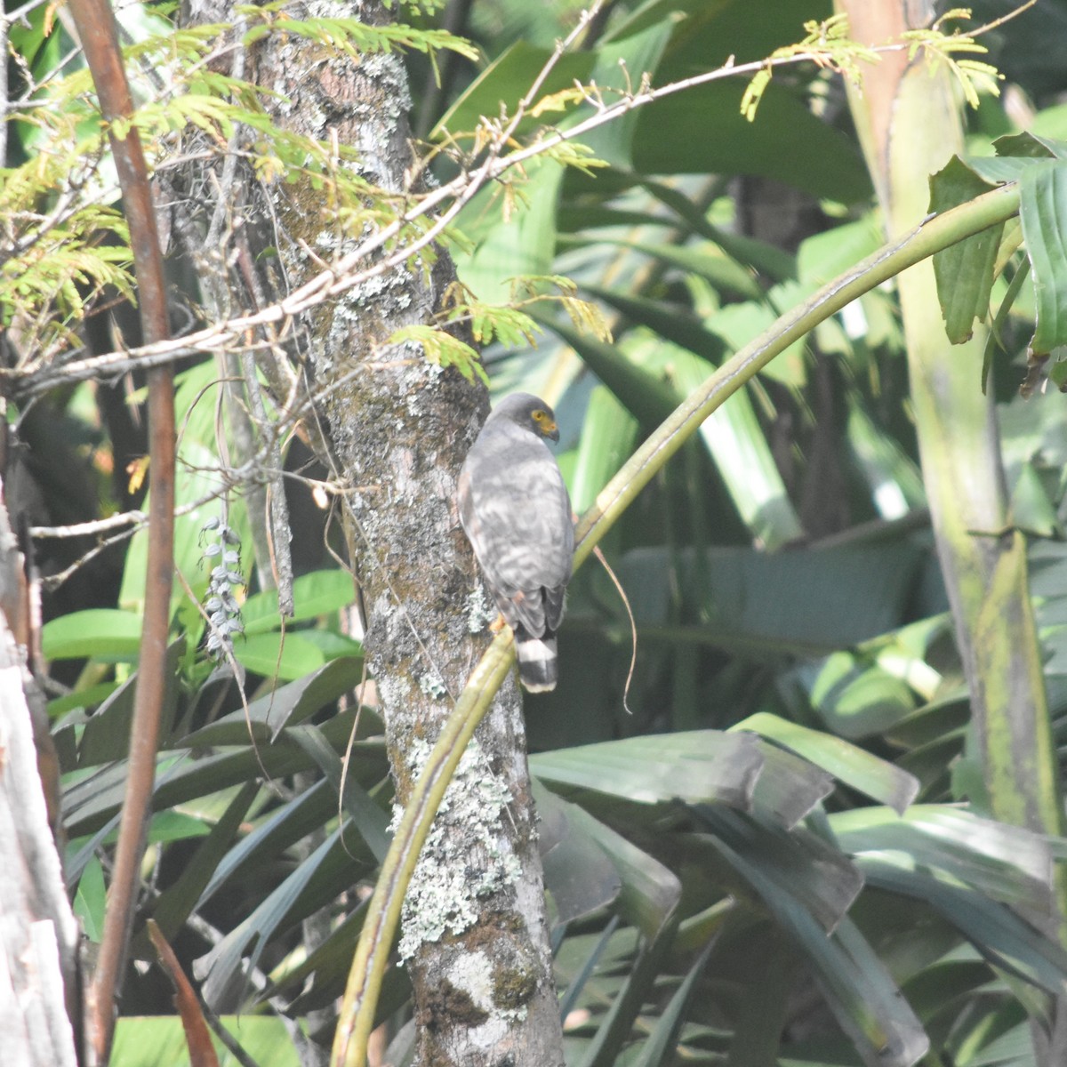 Roadside Hawk - ML647533452