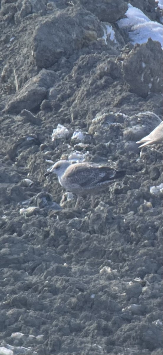 ニシセグロカモメ - ML647533464