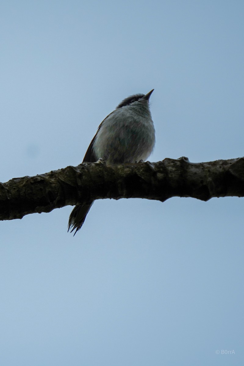 Gobemoucheron masqué - ML647533483