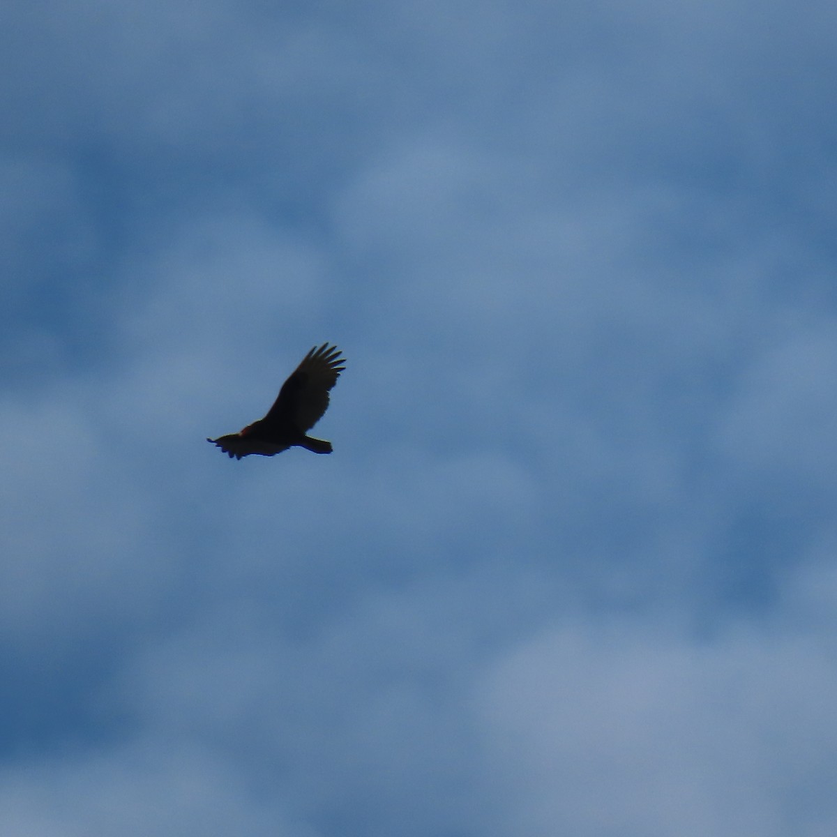 Turkey Vulture - ML647533484