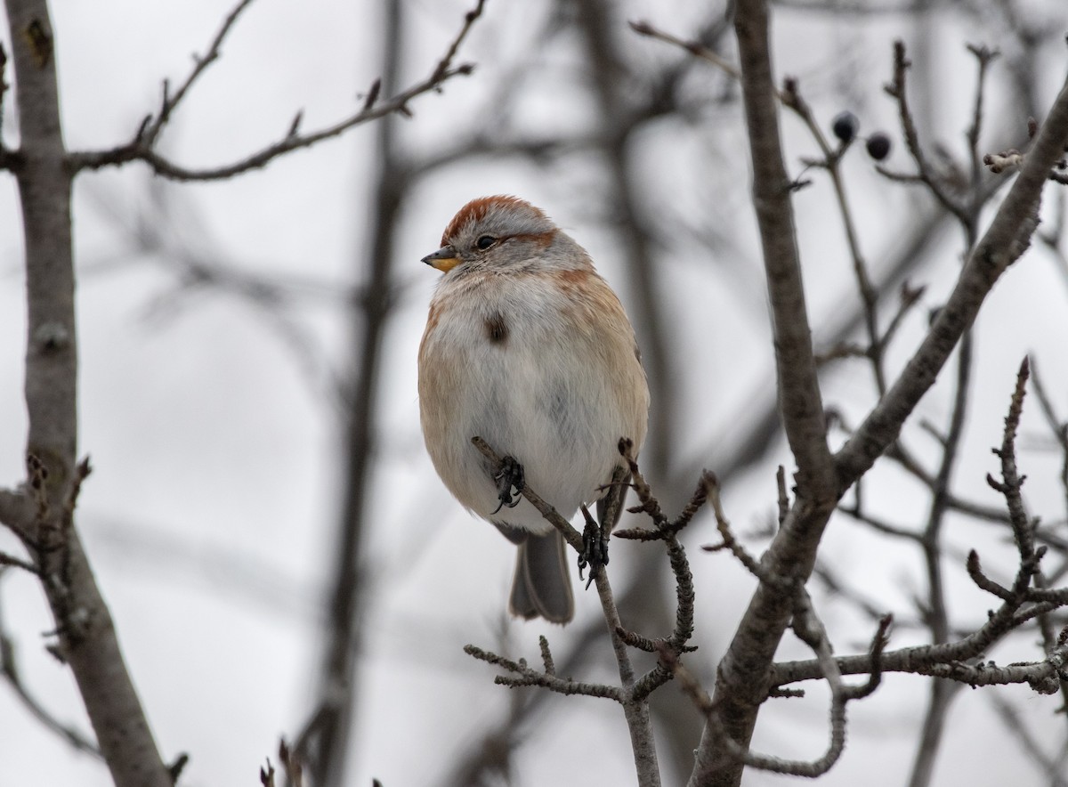 ムナフヒメドリ - ML647533499