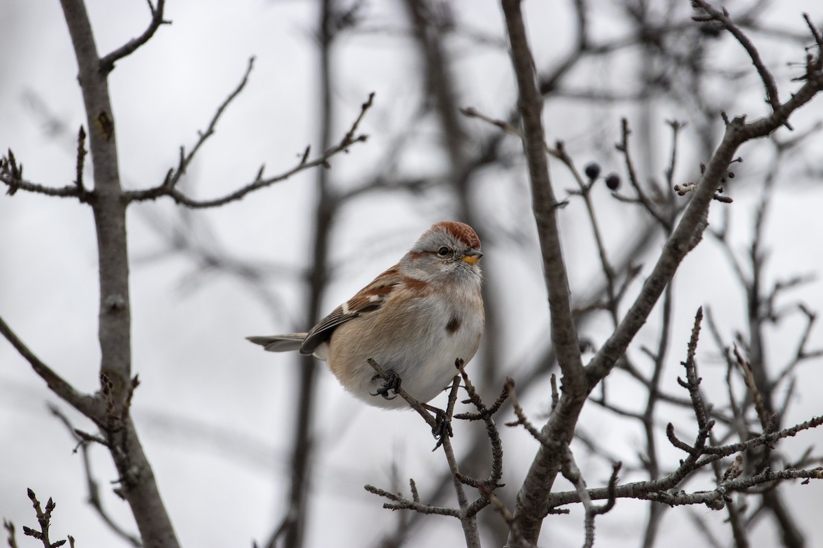 ムナフヒメドリ - ML647533500