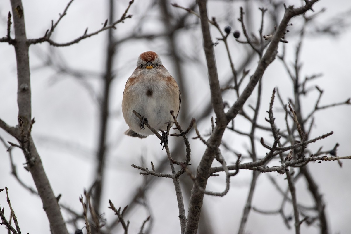 ムナフヒメドリ - ML647533501