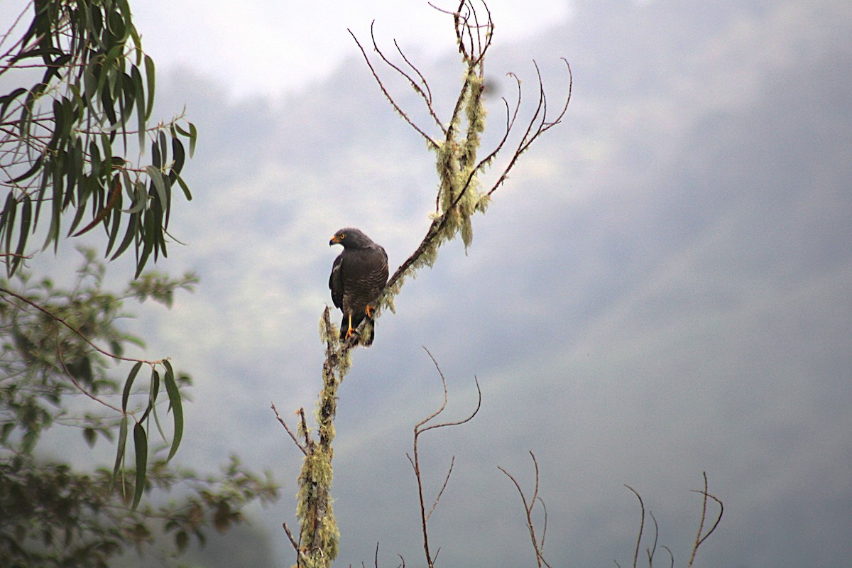 Roadside Hawk - ML647533502