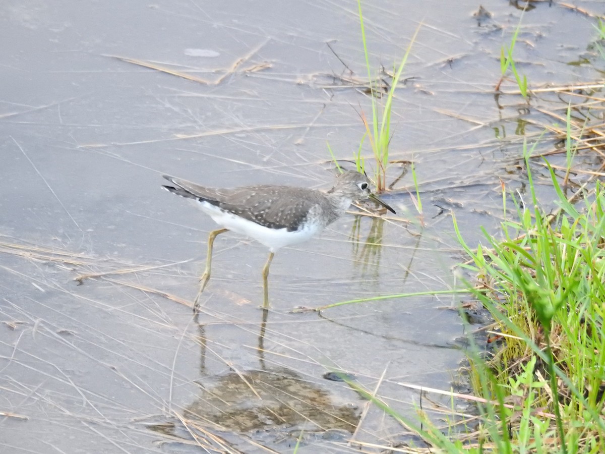 Solitary Sandpiper - ML647533512