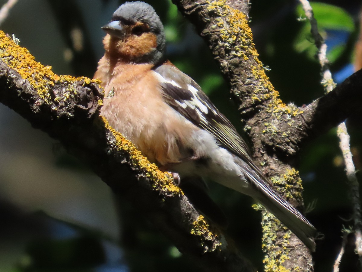 Txonta arrunta - ML647533514