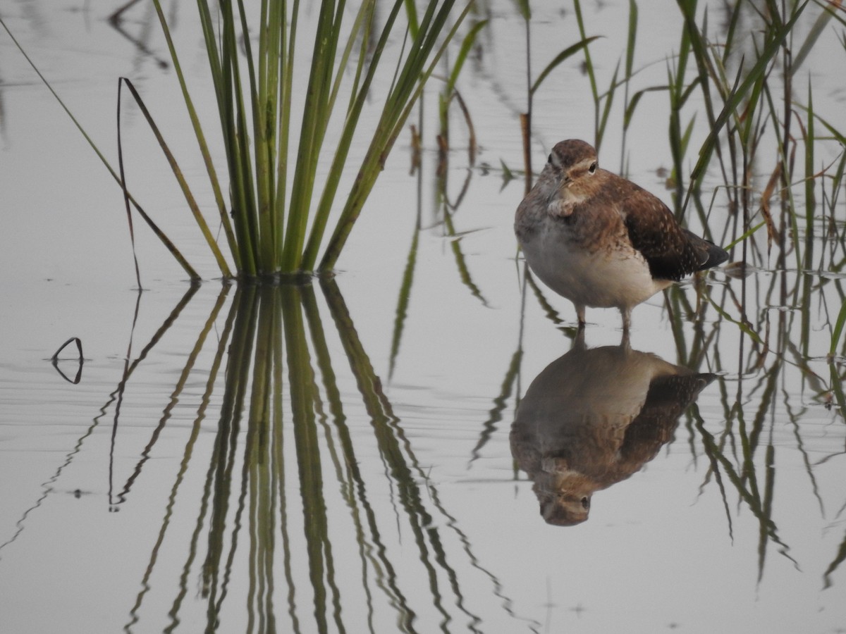 Solitary Sandpiper - ML647533515