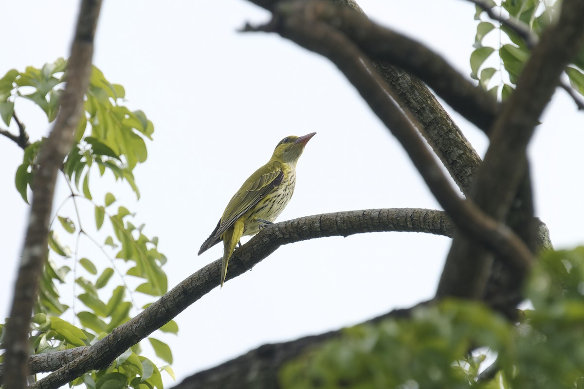 Китайская иволга (diffusus) - ML647533520