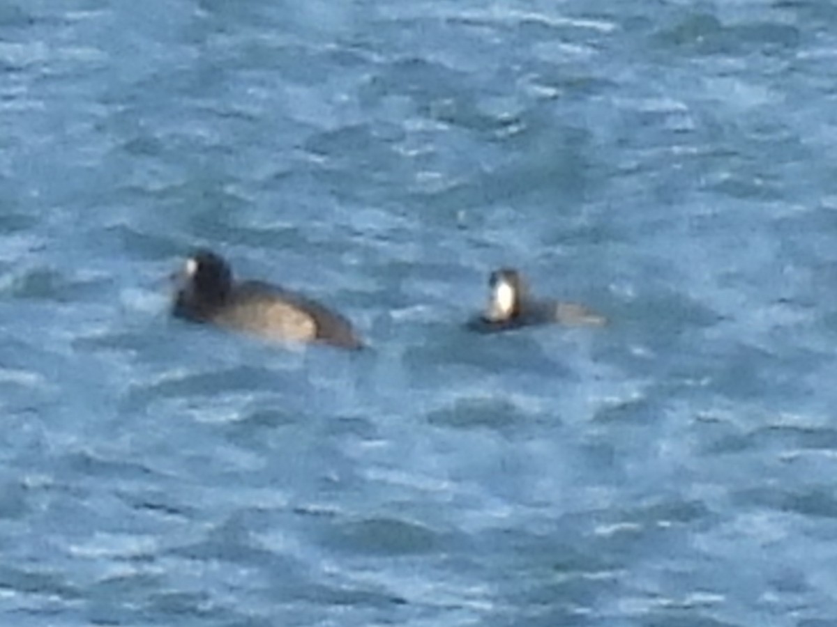 Морская чернеть - ML647533521