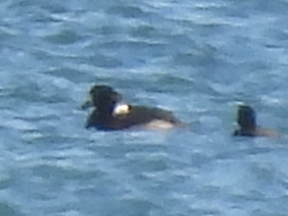 Морская чернеть - ML647533522