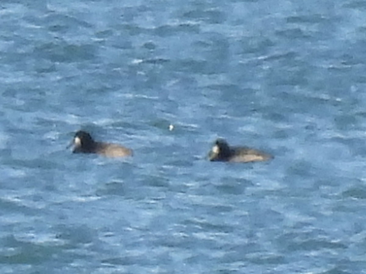 Морская чернеть - ML647533523