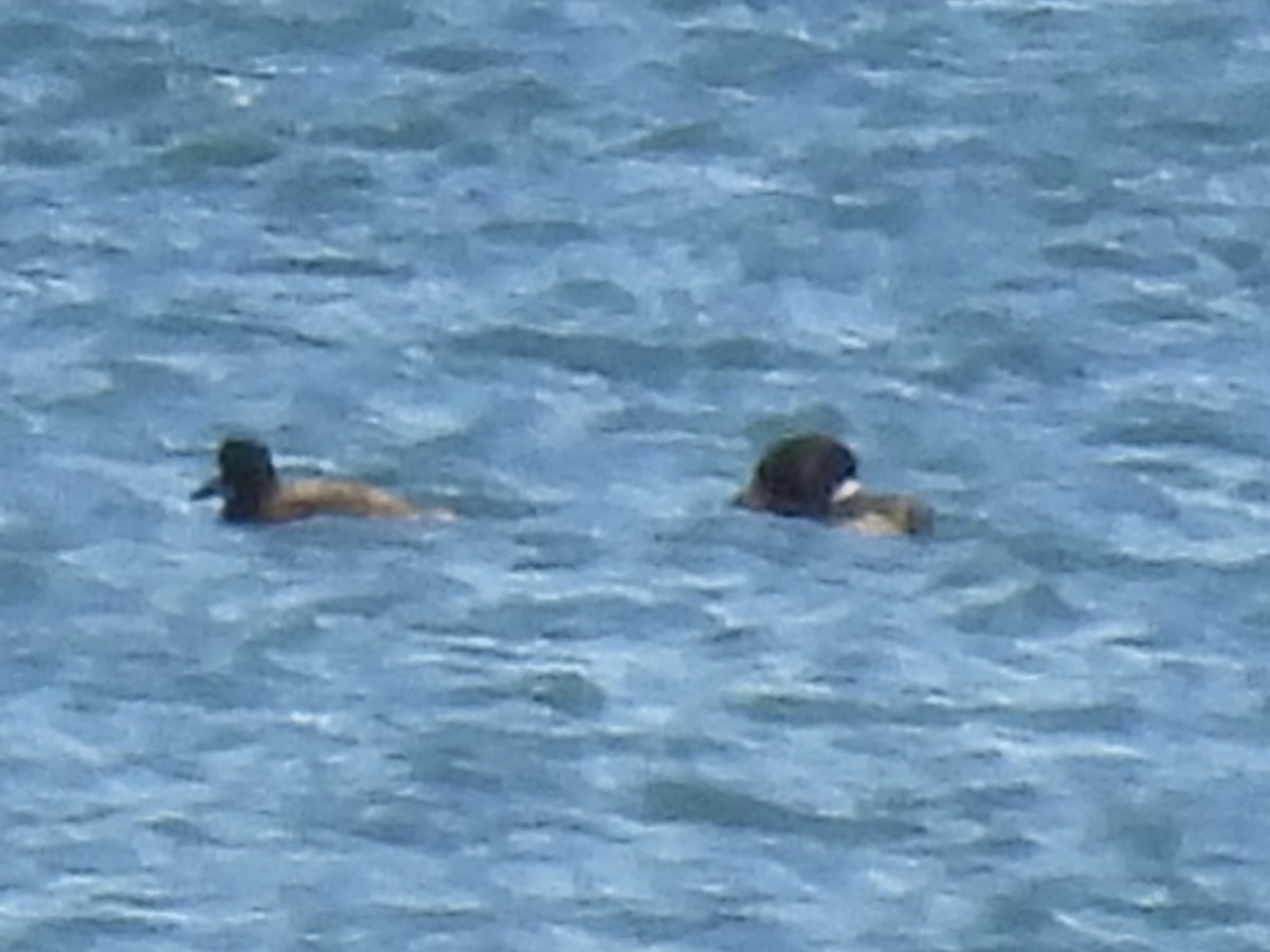 Морская чернеть - ML647533524