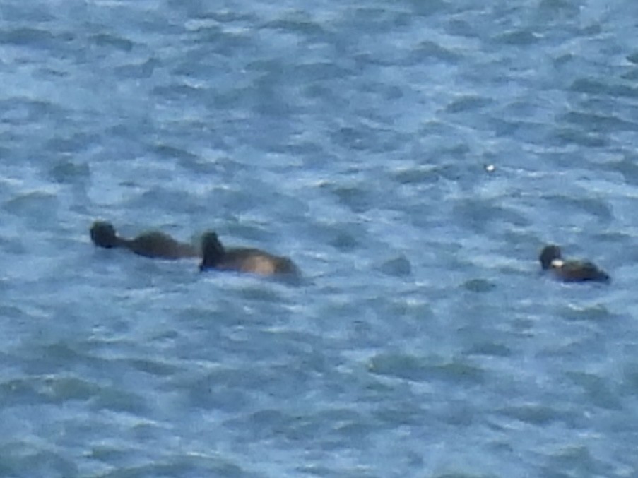 Морская чернеть - ML647533525