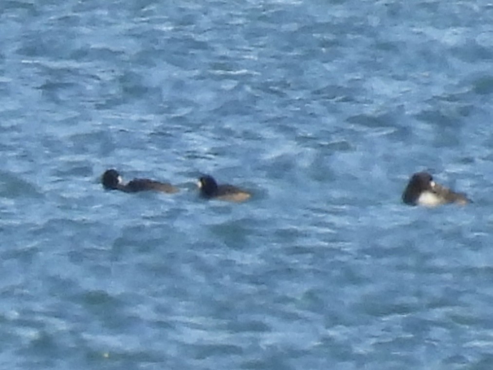 Морская чернеть - ML647533526