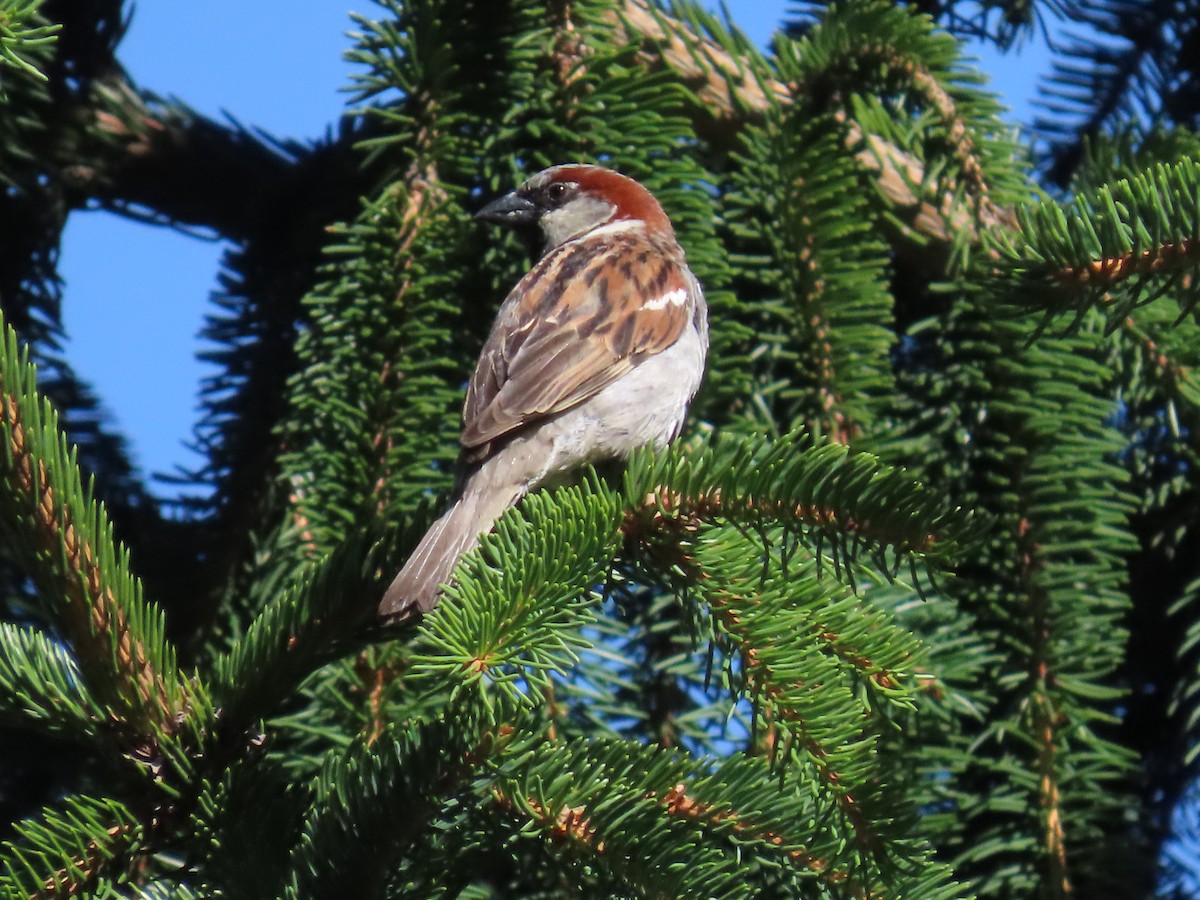 Etxe-txolarrea - ML647533530