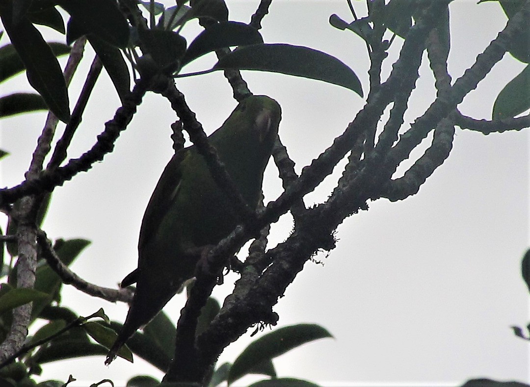 オナガミドリインコ - ML647533539