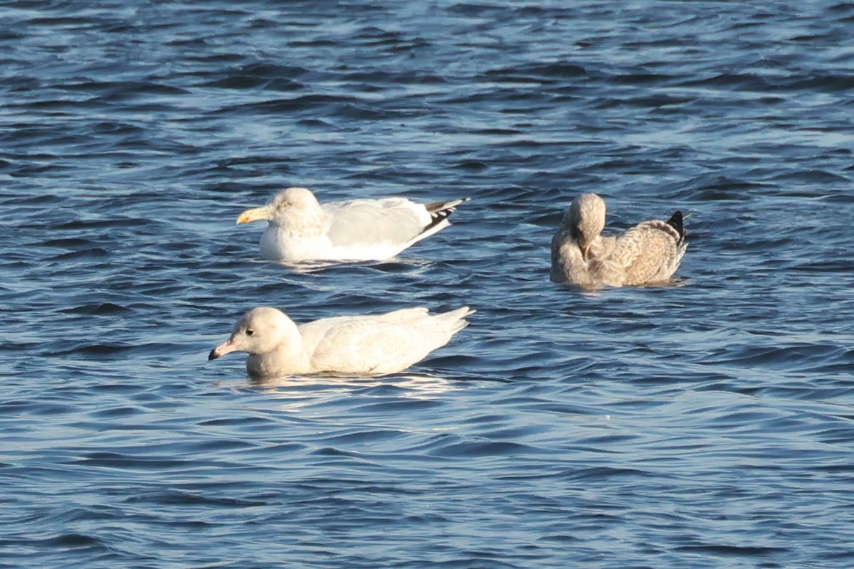 Gavión Hiperbóreo - ML647533540