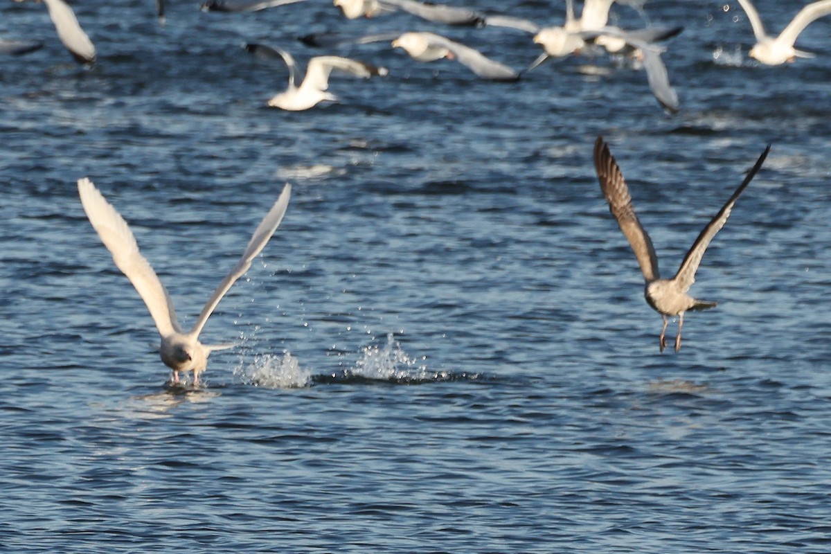 Gavión Hiperbóreo - ML647533541