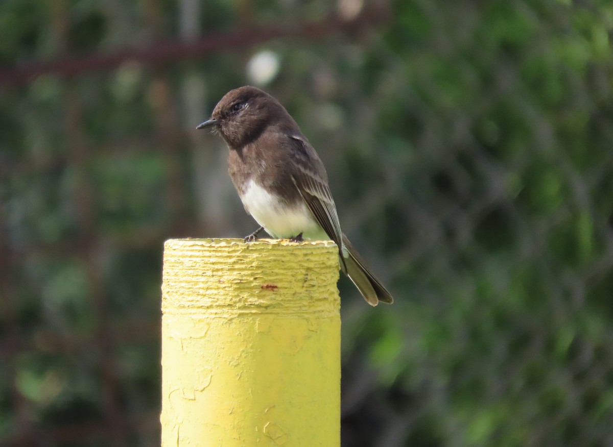 Black Phoebe - ML647533547