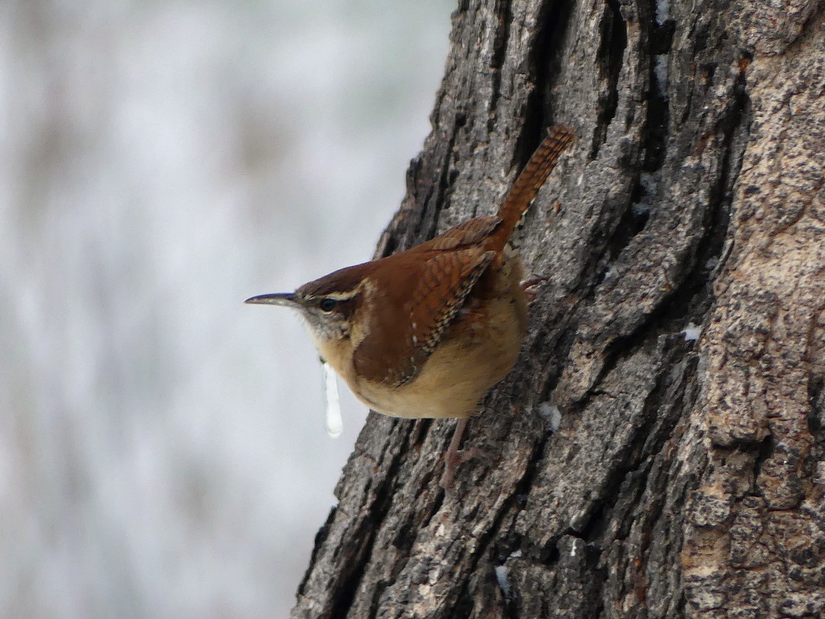 Carolina Wren - ML647533557