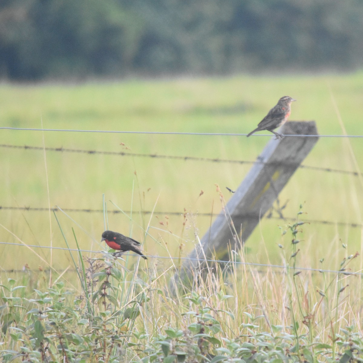 Red-breasted Meadowlark - ML647533564