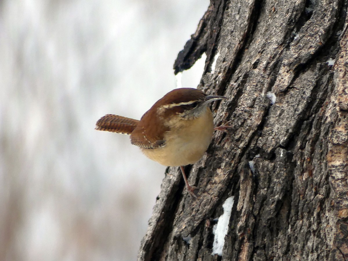 Carolina Wren - ML647533565