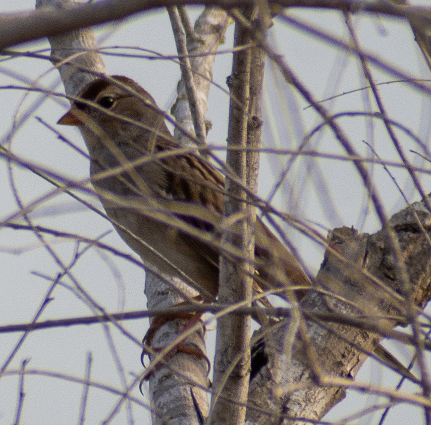 Porsuk Serçesi - ML647533566