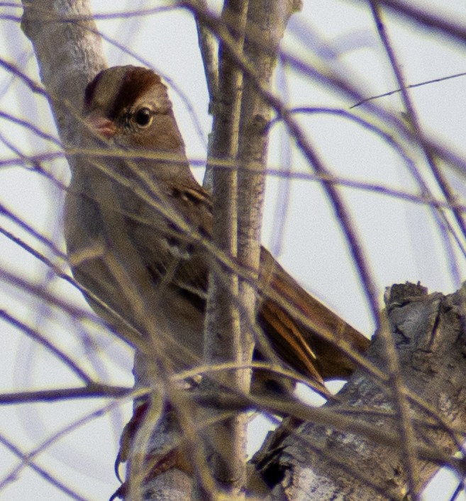 Porsuk Serçesi - ML647533572