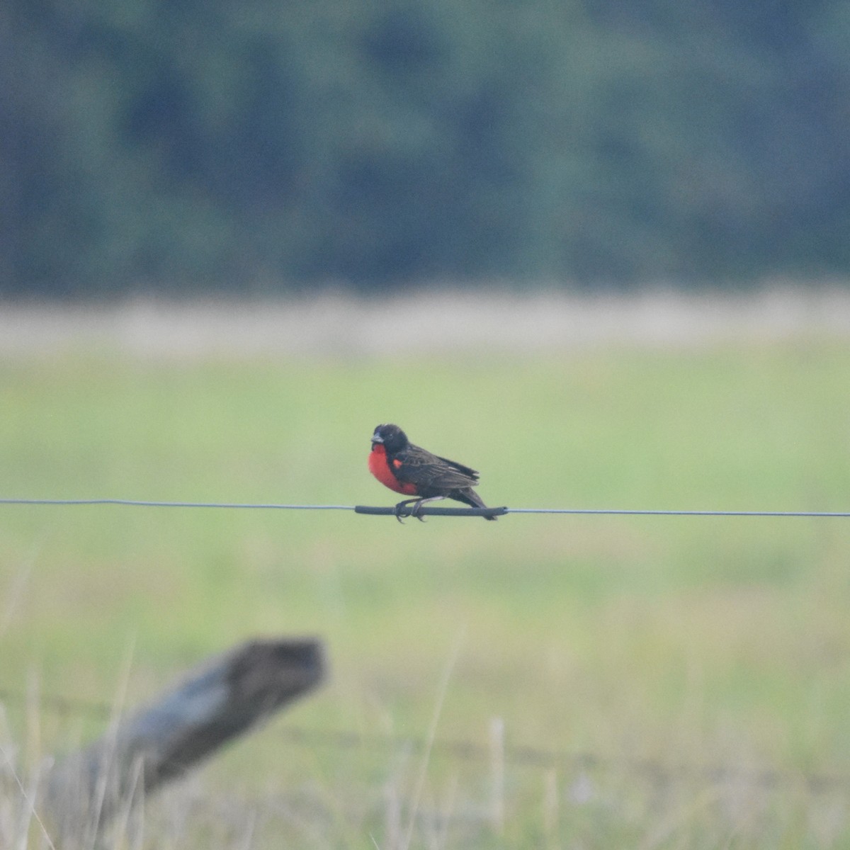 Red-breasted Meadowlark - ML647533584
