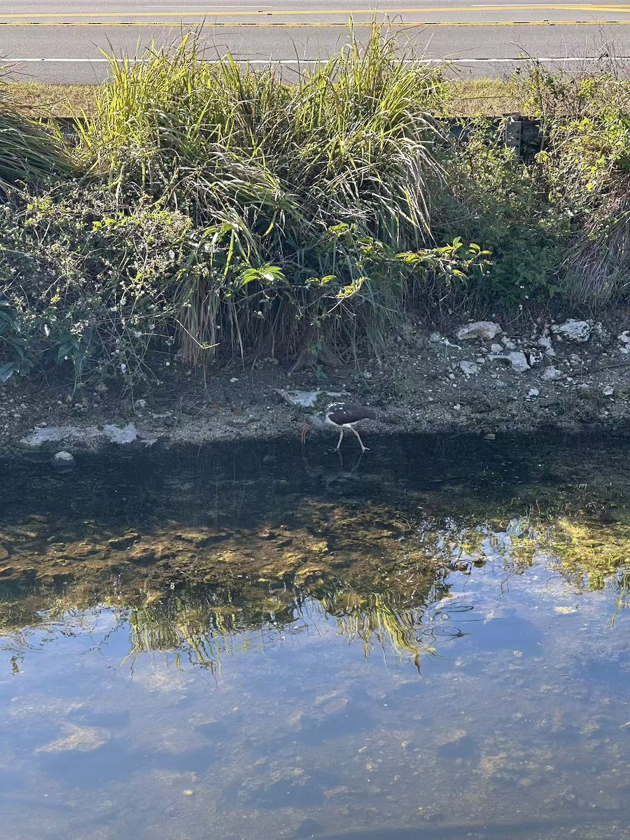 White Ibis - ML647533586