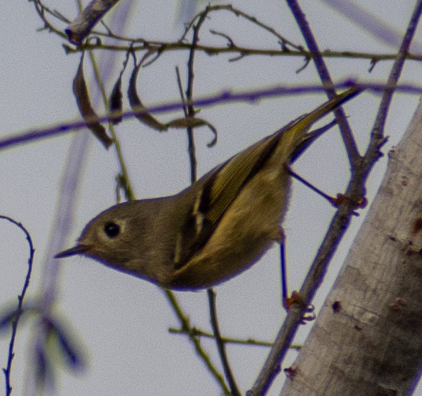 králíček americký - ML647533589