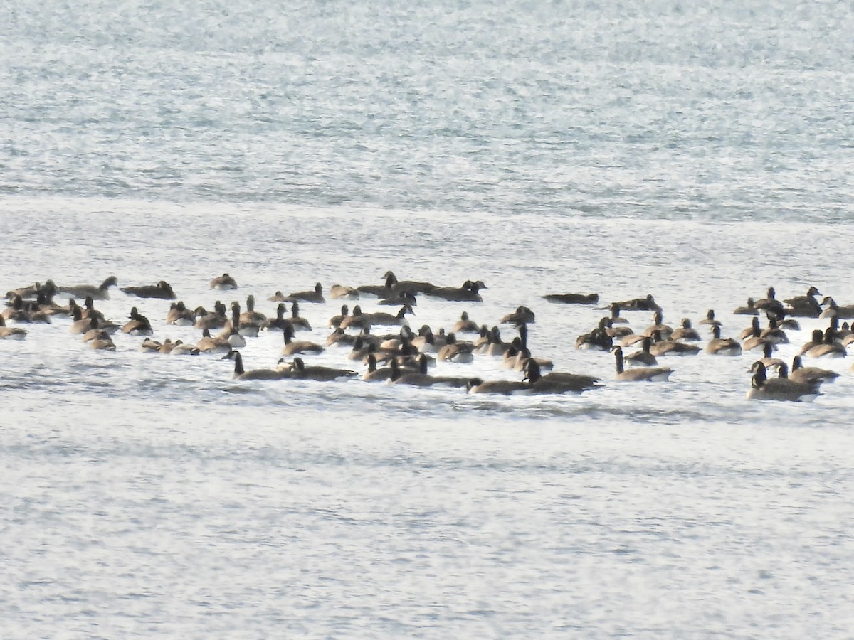 Canada Goose - ML647533618