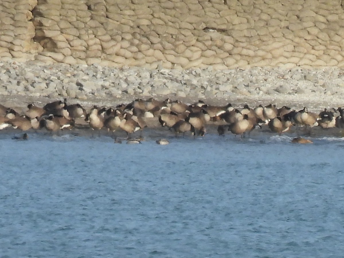 Kanadagans - ML647533619