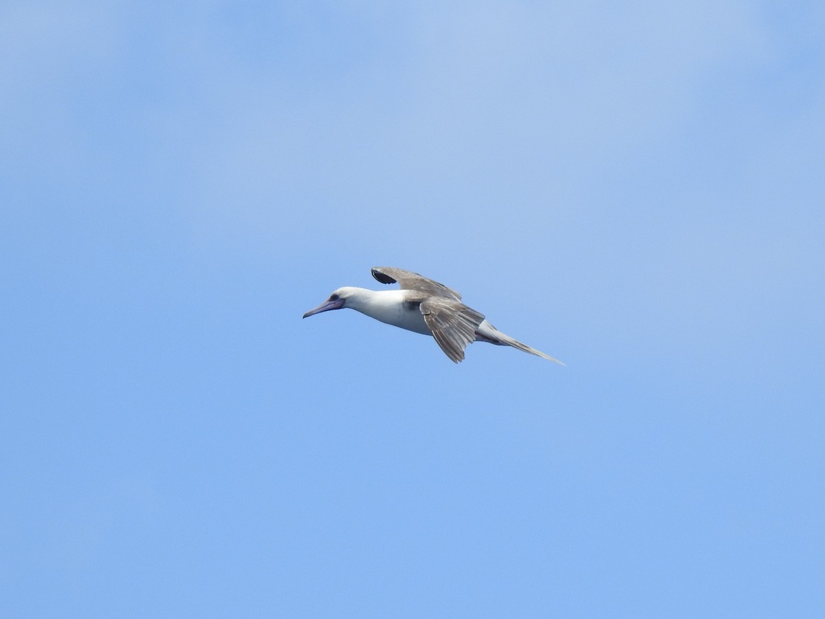 Red-footed Booby - ML647533648