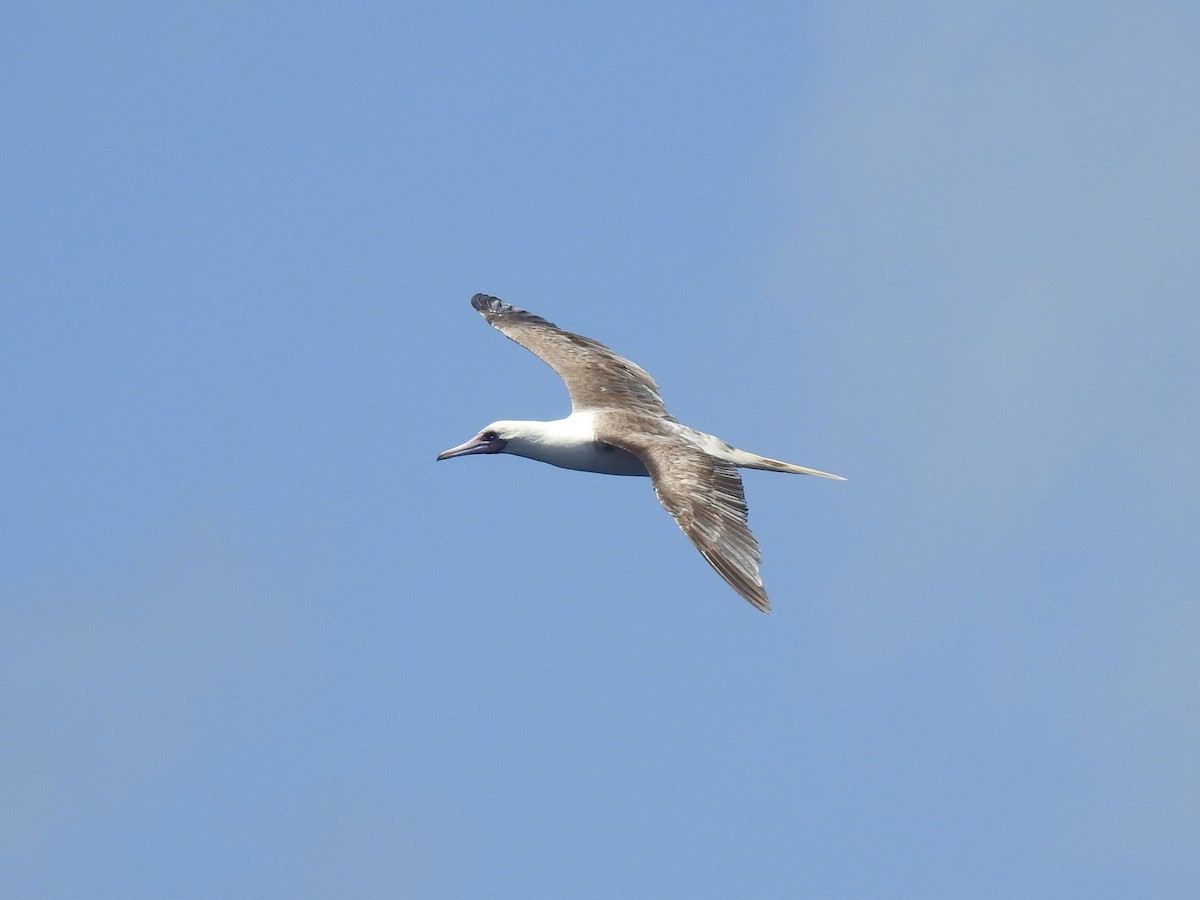 Red-footed Booby - ML647533649