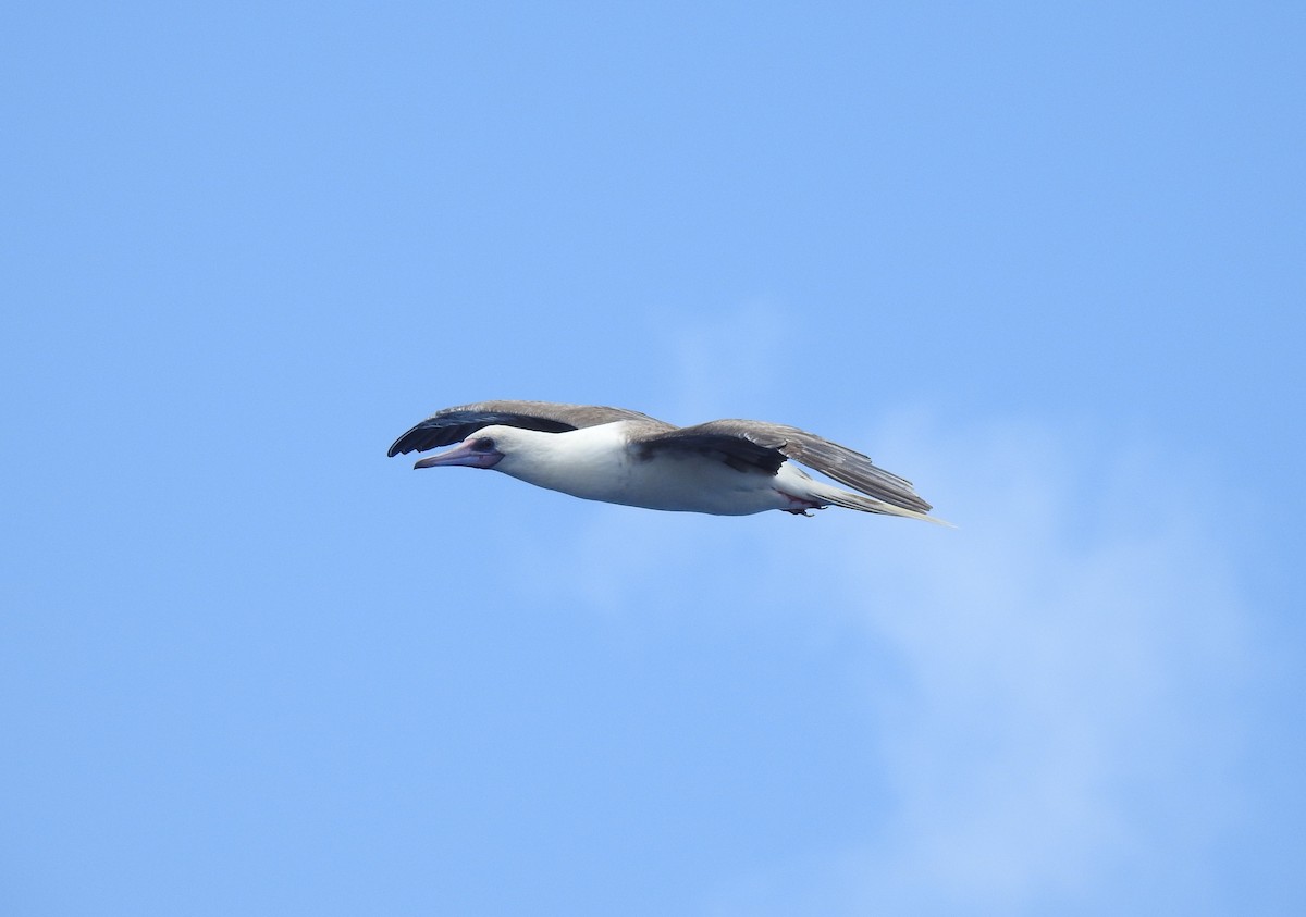 Red-footed Booby - ML647533650